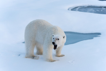 Obraz na płótnie Canvas Polar Bear roaring