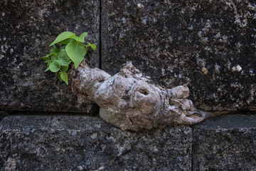 The tree on the crevice of the stone wall 