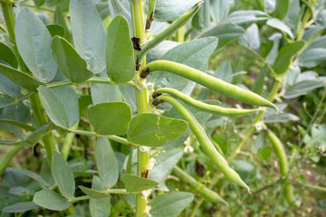 Fototapeta na wymiar Vicia faba, also known as the broad bean, fava bean or tic bean.