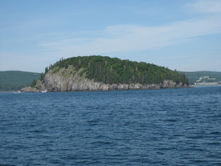 Naklejka premium Island Forest