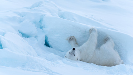 Obraz na płótnie Canvas Polar Bear rolling around in the snow