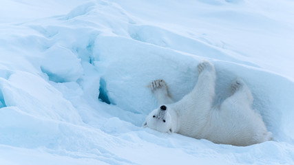 Polar Bear rolling around in the snow