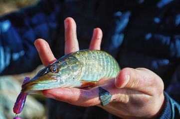 Open-mouthed  pike caught on a jig & soft bait. Fish in the hand of angler. Fishing spinning in...