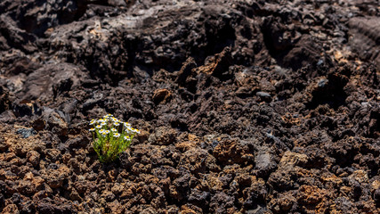 Wild daisy flowers growing on lava rocks with blurred background