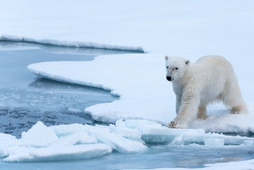 Polar Bear tentatively testing thin broken ice before stepping onto it