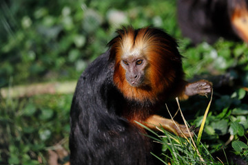 Portrait of golden-headed lion tamarin