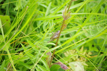 dew on grass