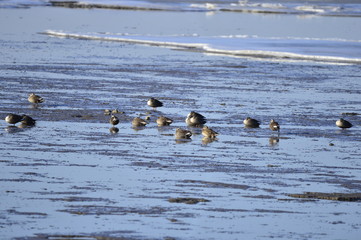 The birds of the sea