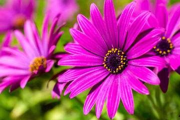 Obraz premium Purple flower in the garden; Osteospermum ecklonis. Spring season.