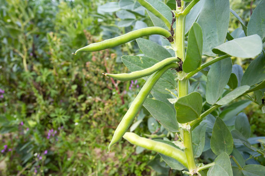  Vicia faba, also known as the broad bean, fava bean or tic bean.