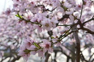 In full bloom in the peach blossom