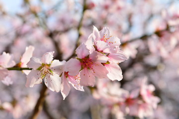 In full bloom in the peach blossom