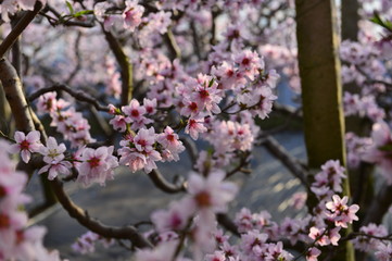 In full bloom in the peach blossom