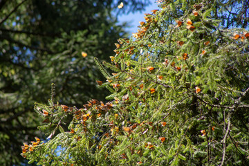 mariposas árbol nido 