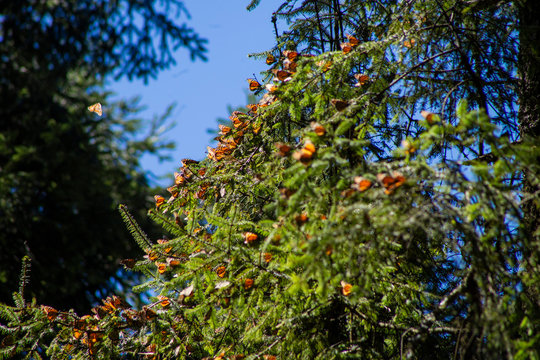mariposas monarcas en nido