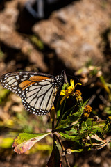 mariposa monarca