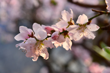Obraz premium In full bloom in the peach blossom