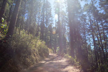 Obraz premium arboles