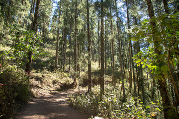 camino bosque arboles 
