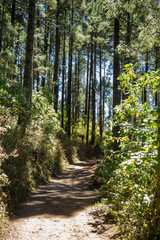 Fototapeta premium camino arboles 