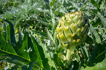 Artichoke field. Artichoke plant growing in vegetable garden. Urla / Izmir / Turkey