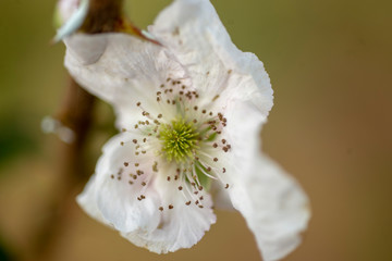 Obraz premium detalle palnta blanca 