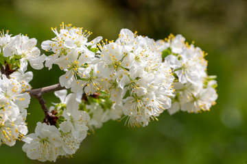 Green plum tree blossom in nature, spring season.
