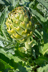 Artichoke field. Artichoke plant growing in vegetable garden. Urla / Izmir / Turkey
