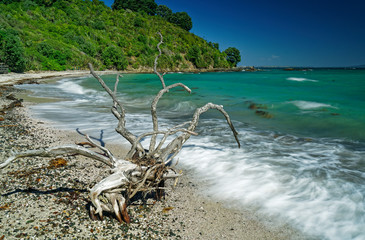 Alien life form on Hobbs Beach Tiritiri Matangi Island open nature reserve, New Zealand.
