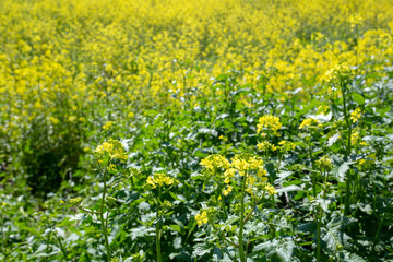 Spring Time Blooming Yellow Mustard Flowers. Izmir / Turkey
