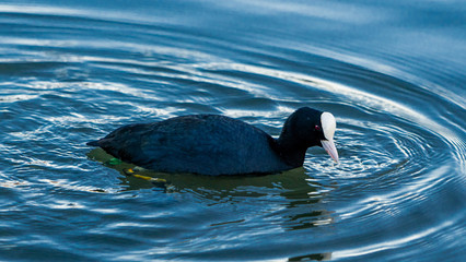  Duck kaczka krajobraz jezioro landscape lake, ande,  Łyska zwyczajna Fulica atra Eurasian Coot  © Dreamnordno