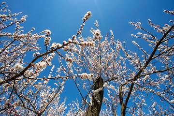 Apricot tree flowers with soft focus. Spring white flowers on a tree branch. Apricot tree in bloom.
