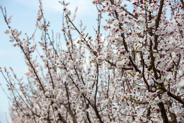 Apricot tree flowers with soft focus. Spring white flowers on a tree branch. Apricot tree in bloom.
