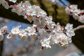 Apricot tree flowers with soft focus. Spring white flowers on a tree branch. Apricot tree in bloom.