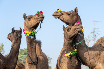 Camels in desert Thar during Pushkar Camel Fair, Rajasthan, India