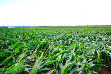 Corn fields of disaster, the wind blew.
