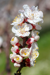 Apricot tree flowers with soft focus. Spring white flowers on a tree branch. Apricot tree in bloom.