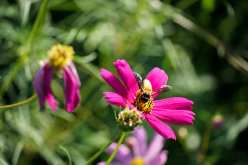 Bee on pink cosmos flower pollen background.