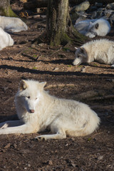 Obraz premium Wolf pack lying around