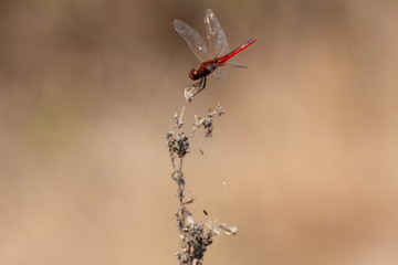 Dragonfly perched on a stick in the wind.
