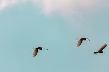 Three large white water birds flying off to find food.  