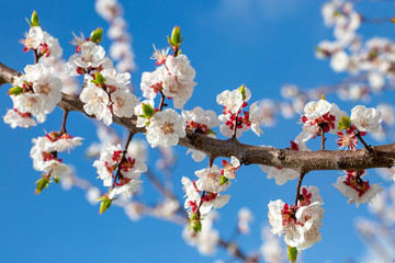 Apricot tree flowers with soft focus. Spring white flowers on a tree branch. Apricot tree in bloom.