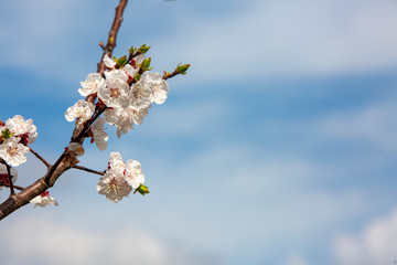 Apricot tree flowers with soft focus. Spring white flowers on a tree branch. Apricot tree in bloom.