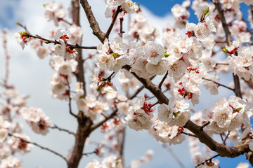 Apricot tree flowers with soft focus. Spring white flowers on a tree branch. Apricot tree in bloom.