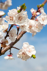 Apricot tree flowers with soft focus. Spring white flowers on a tree branch. Apricot tree in bloom.