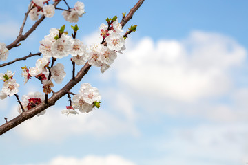 Apricot tree flowers with soft focus. Spring white flowers on a tree branch. Apricot tree in bloom.