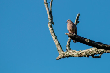 Pigeon posing on a branch