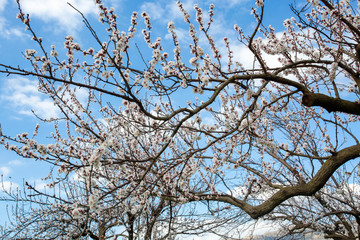 Obraz premium Apricot tree flowers with soft focus. Spring white flowers on a tree branch. Apricot tree in bloom.