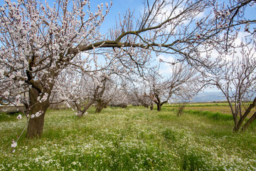 Fototapeta premium Apricot tree flowers with soft focus. Spring white flowers on a tree branch. Apricot tree in bloom.