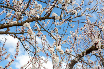 Fototapeta na wymiar Apricot tree flowers with soft focus. Spring white flowers on a tree branch. Apricot tree in bloom.